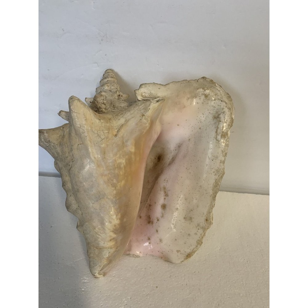 Large Conch Shell Queen Ocean Specimen Pink Sea Shell Fossil Nautical Beach
